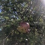 Punica granatum Fruto