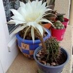 Cereus jamacaruപുഷ്പം