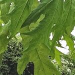 Heracleum mantegazzianum Blad