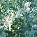 Sphaeralcea angustifolia Folio