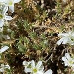 Arenaria aggregata Hoja