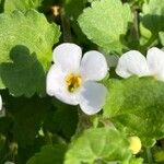 Bacopa repens Blüte