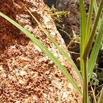 Enneapogon cenchroides Folha