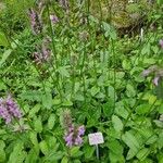 Stachys officinalis Листок