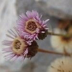 Erigeron alpinus Fleur