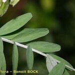 Vicia loiseleurii Fulla