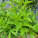 Scutellaria lateriflora Leaf