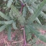 Prosopis laevigata পাতা