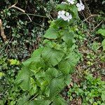 Lunaria rediviva Хабит