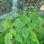 Amelanchier canadensisLeaf