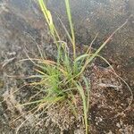 Sporobolus festivus Leaf