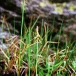 Carex microglochin Habitat