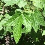 Ribes magellanicum Hoja