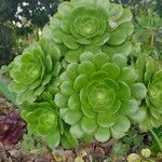 Aeonium castello-paivae Folha