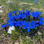 Gentiana terglouensis Hábitos