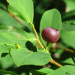 Vaccinium membranaceum Ffrwyth