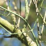 Euonymus maackii Bark