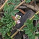 Indigofera microcarpa Blüte