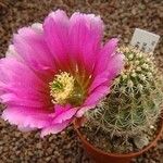 Echinocereus bonkeraeFloro