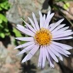 Aster alpinusফুল