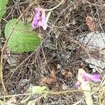 Vicia monantha फूल