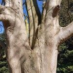 Acer cappadocicum বাকল