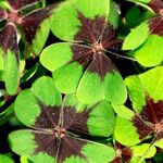 Oxalis tetraphylla 葉