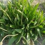 Plantago lanceolata ᱥᱟᱠᱟᱢ