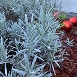 Lavandula latifolia Листок