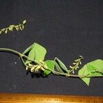Rhynchosia minima Other