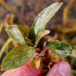 Epilobium tetragonum Leaf