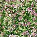 Thymus serpyllum 形態
