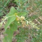 Croton hirtus Flower