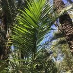 Roystonea regia Folha