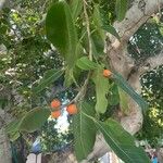 Ficus benghalensis Gyümölcs