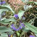 Caryopteris × clandonensis Yaprak