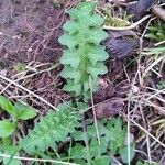 Cirsium tuberosum 葉