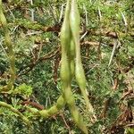 Vachellia seyal Fruto
