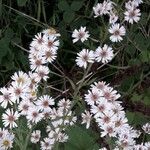 Tripolium pannonicum 花