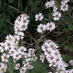 Tripolium pannonicum Flower