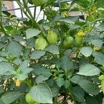 Physalis philadelphica Fruchs