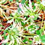 Trifolium nigrescens പുഷ്പം