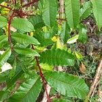 Zanthoxylum caribaeum Leaf