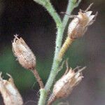 Plumbago zeylanica Fruit