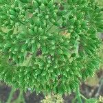 Athamanta montana Fruto