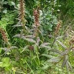 Pedicularis recutita Лист