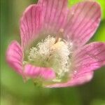 Lysimachia tenella 花