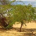 Prosopis juliflora Habit