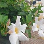 Mandevilla laxaFlower