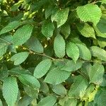 Carpinus orientalisList